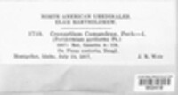 Cronartium comandrae image